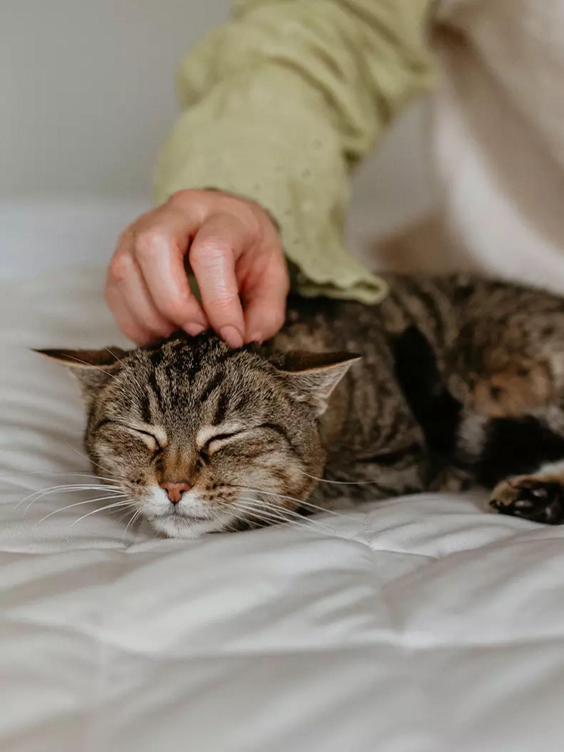 Image Card Item